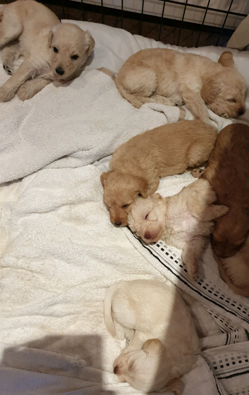 gumtree labradors for sale